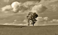 Der Baum ein Kraftspender