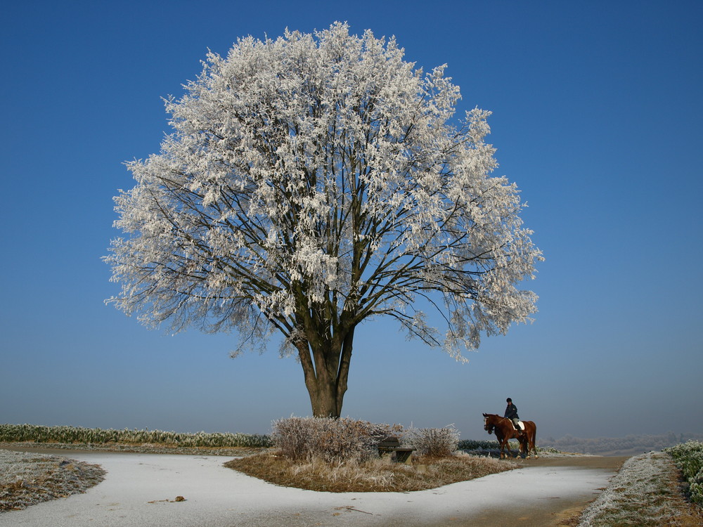 Der Baum - ein Wintertraum