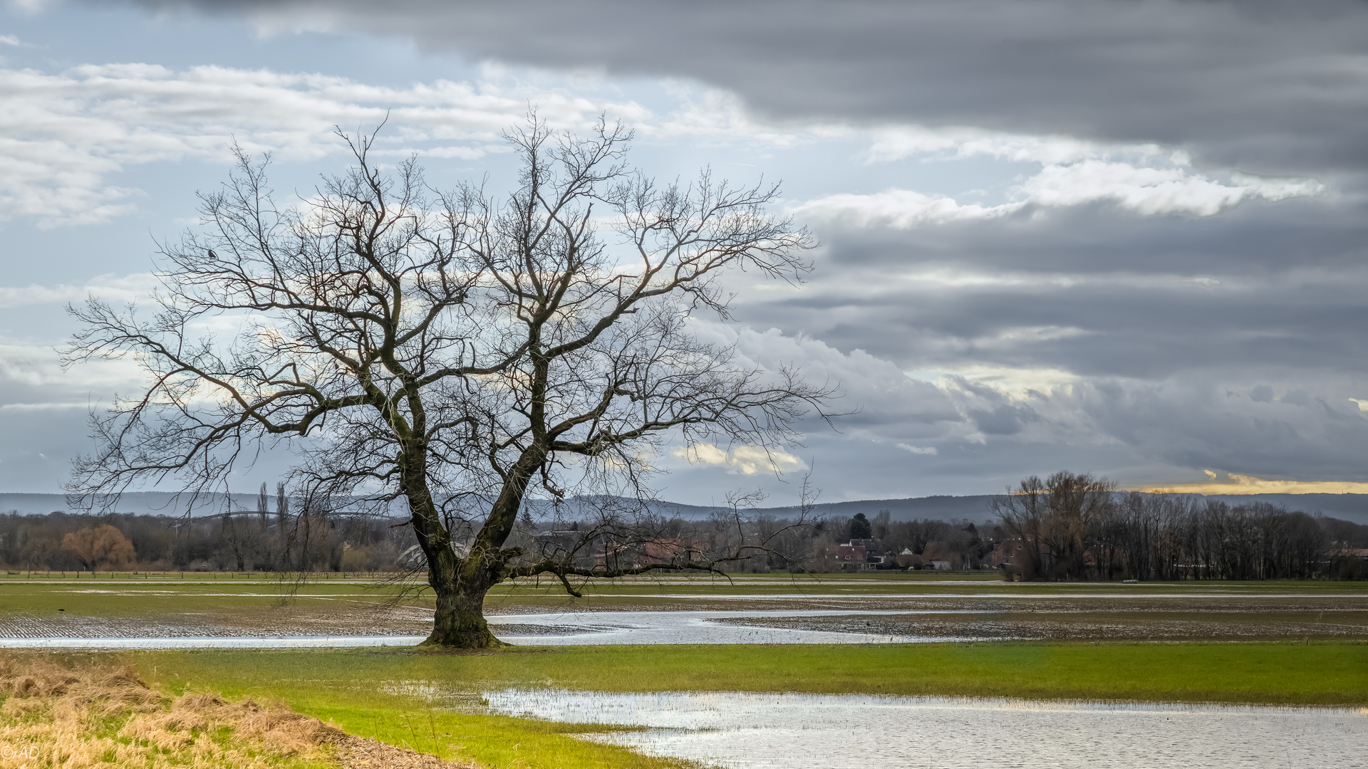 Der Baum, er hat schon viel gesehen