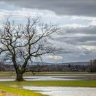 Der Baum, er hat schon viel gesehen