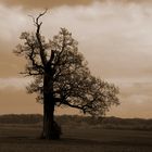 Der Baum - Erinnerungen an meinen Vater