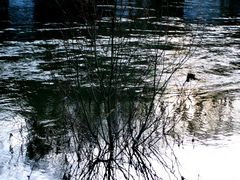 Der Baum ertringt im Fluß!