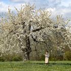 Der Baum...