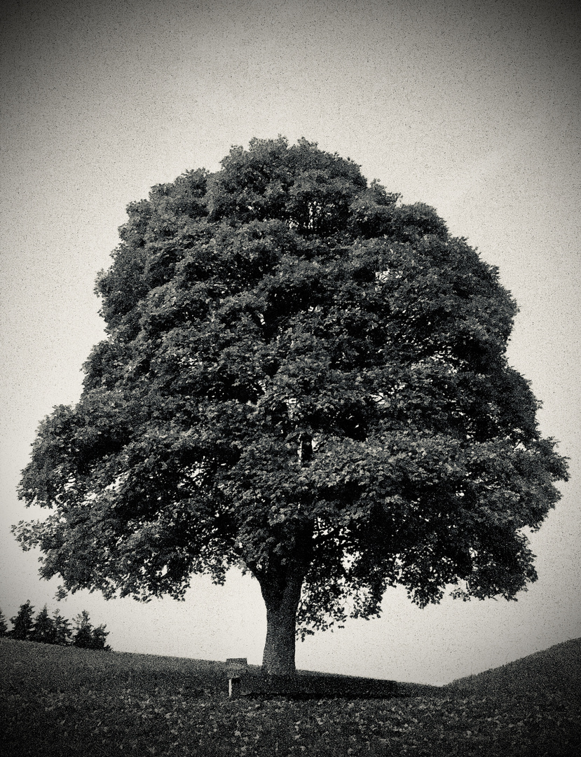 Der Baum 