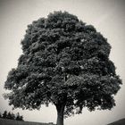 Der Baum 