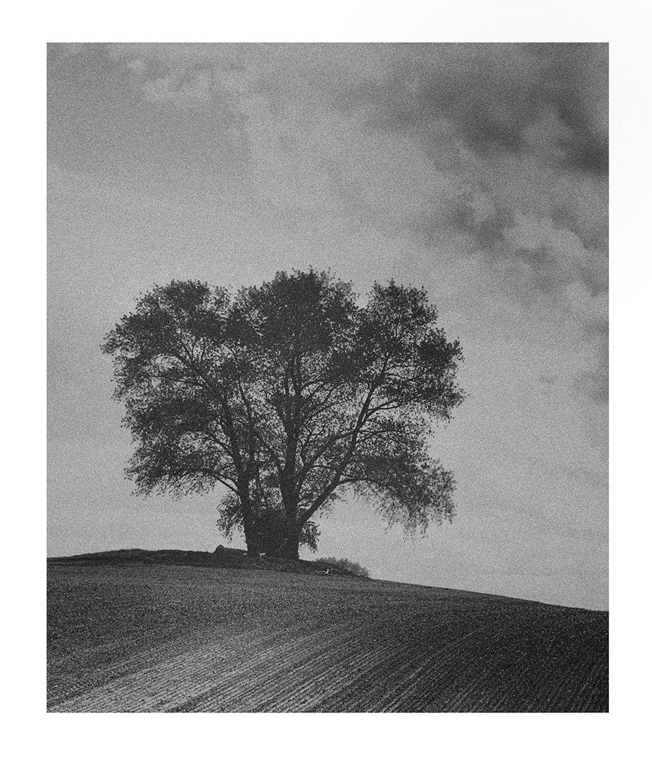 Der Baum