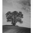 Der Baum