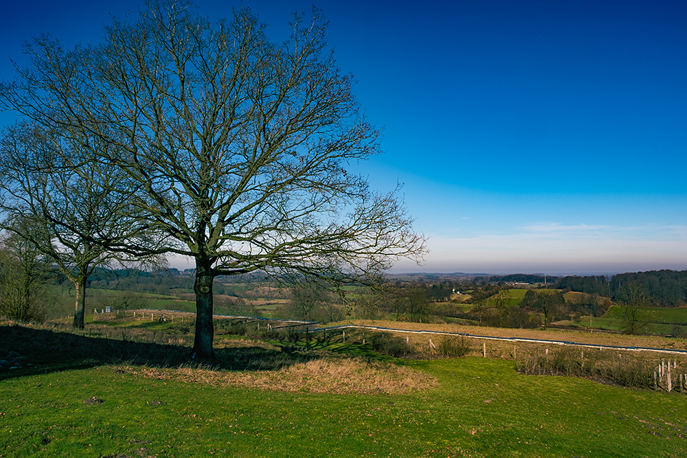 Der-Baum