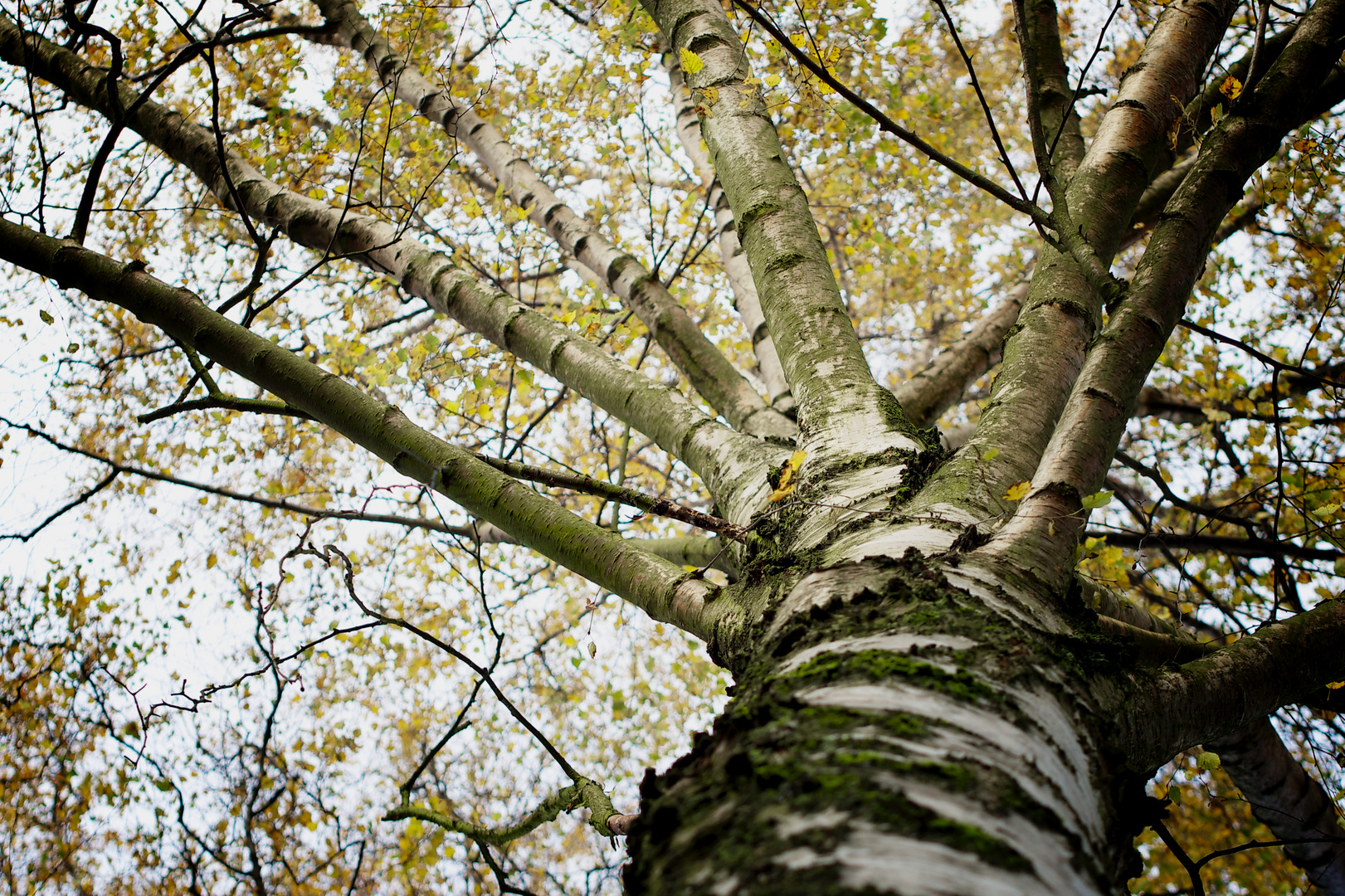 Der Baum