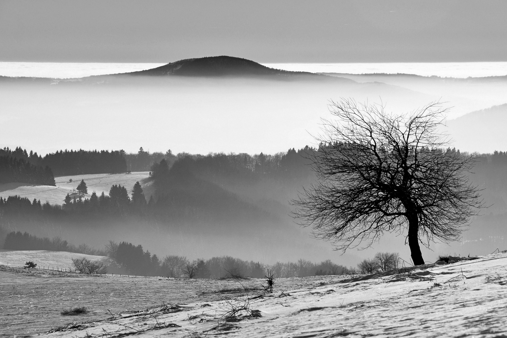 der Baum