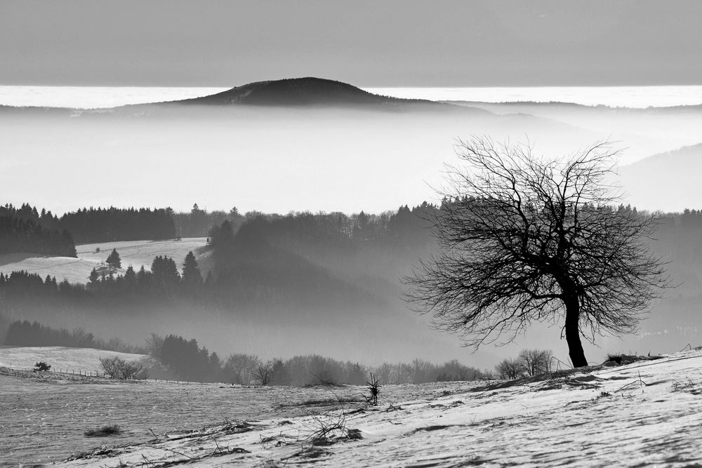 der Baum