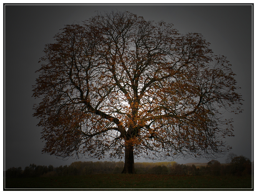 Der Baum