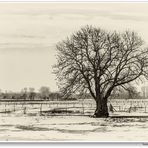 Der Baum