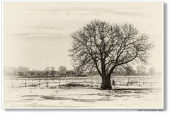 Der Baum