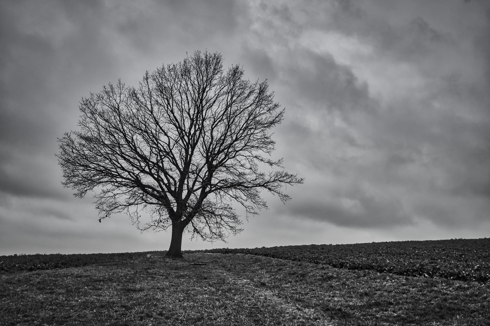 der baum