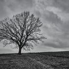 der baum