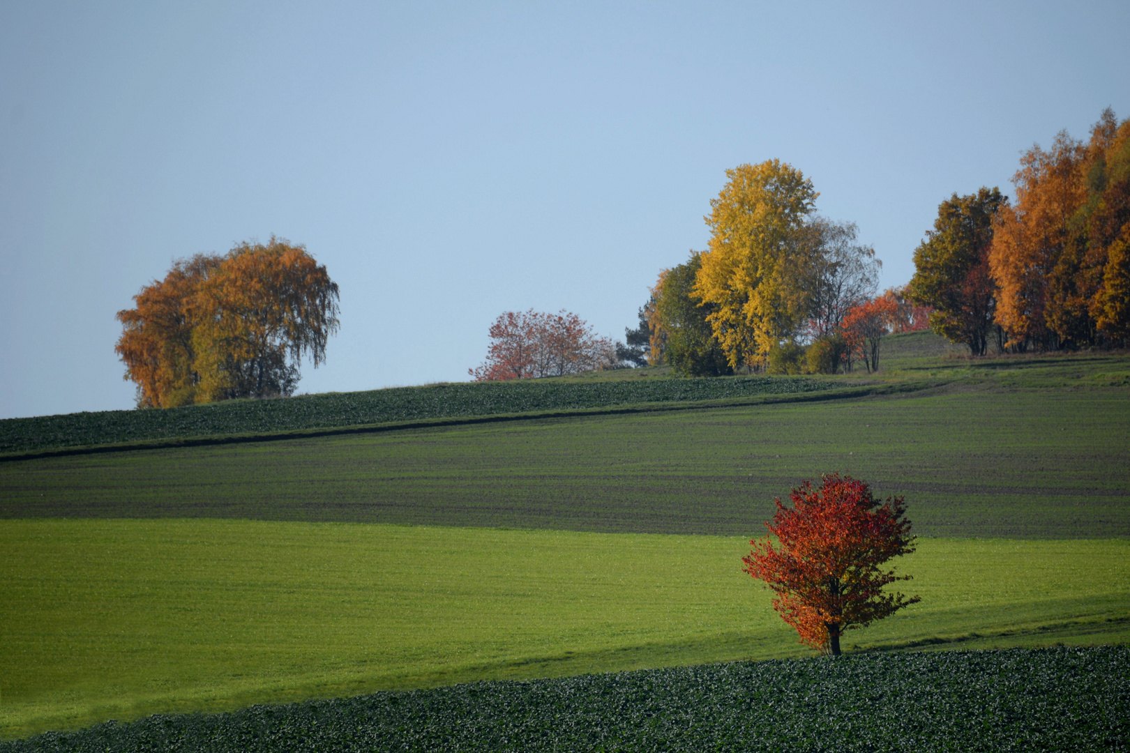 der Baum....