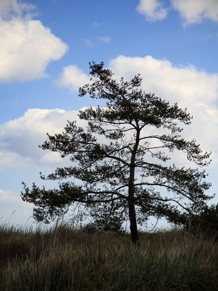 Der Baum