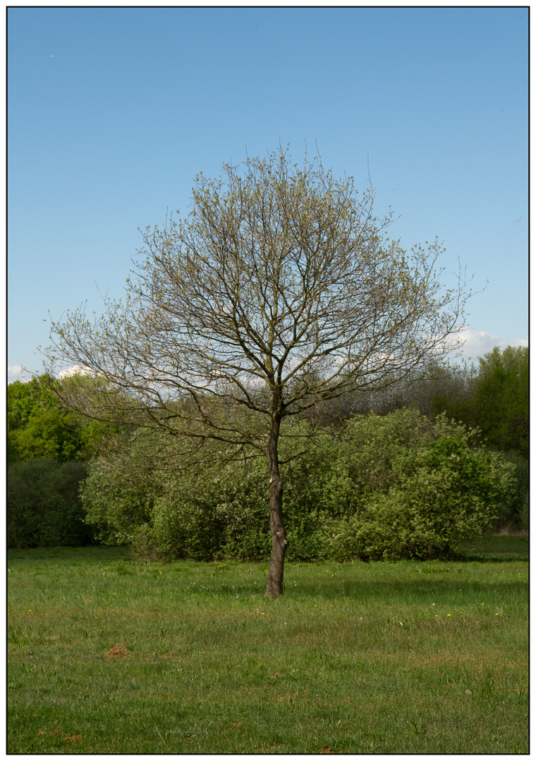 Der Baum