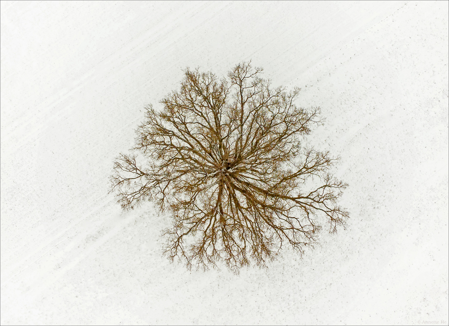 Der Baum