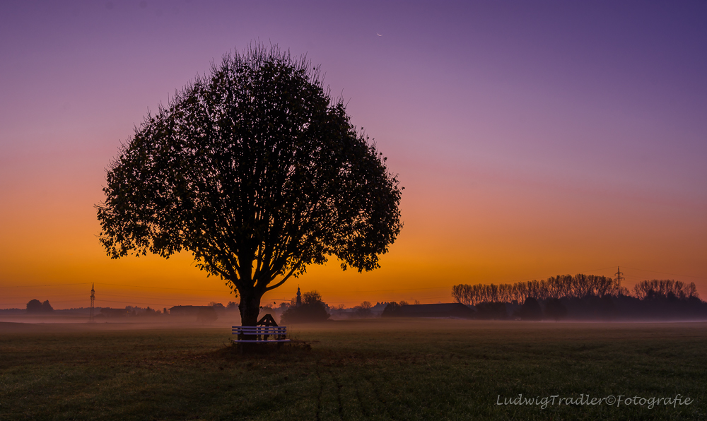 der Baum