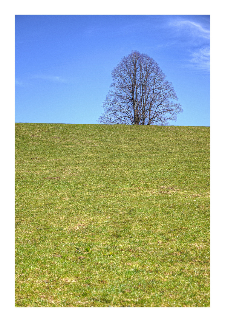 Der Baum