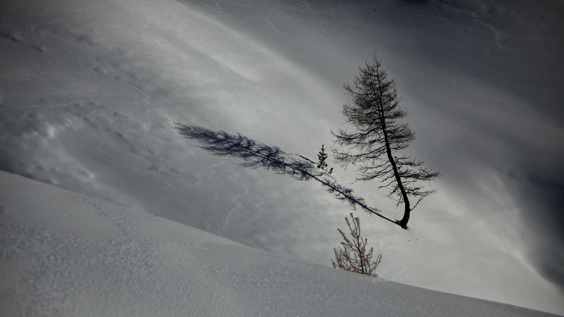 Der Baum