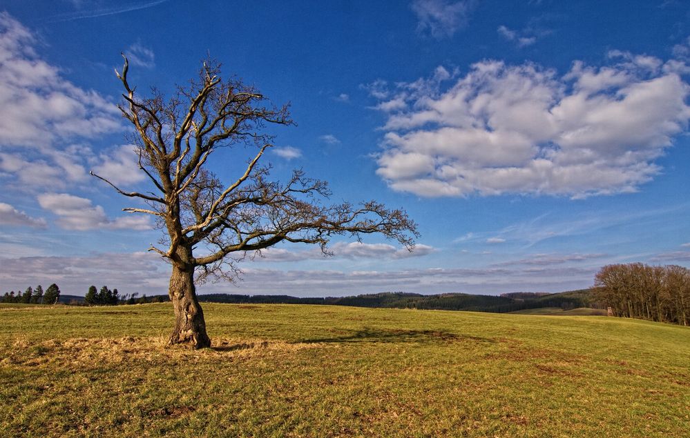 Der Baum