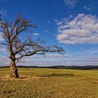 Der Baum