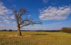 Der Baum