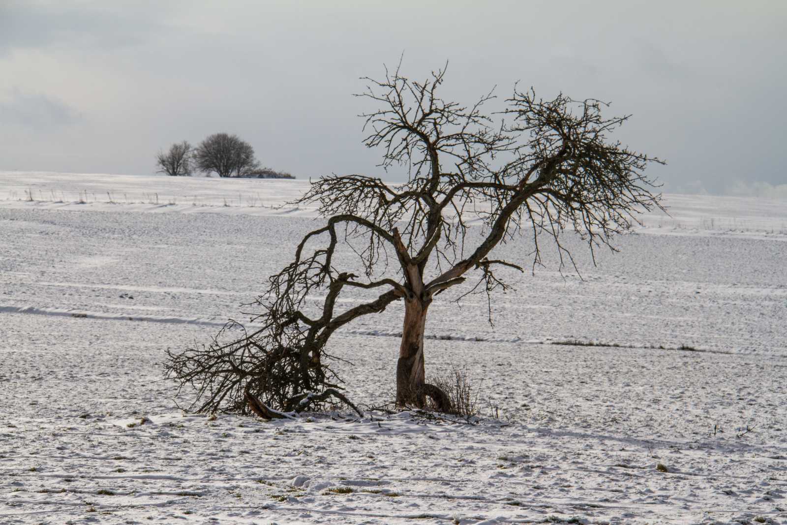 Der Baum