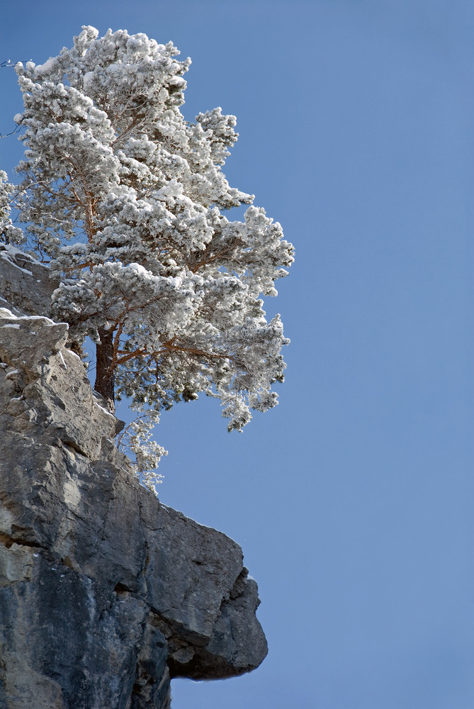 Der Baum