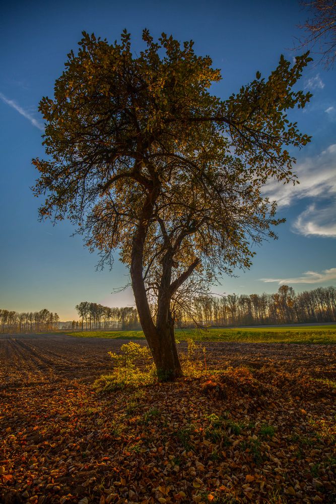 Der Baum