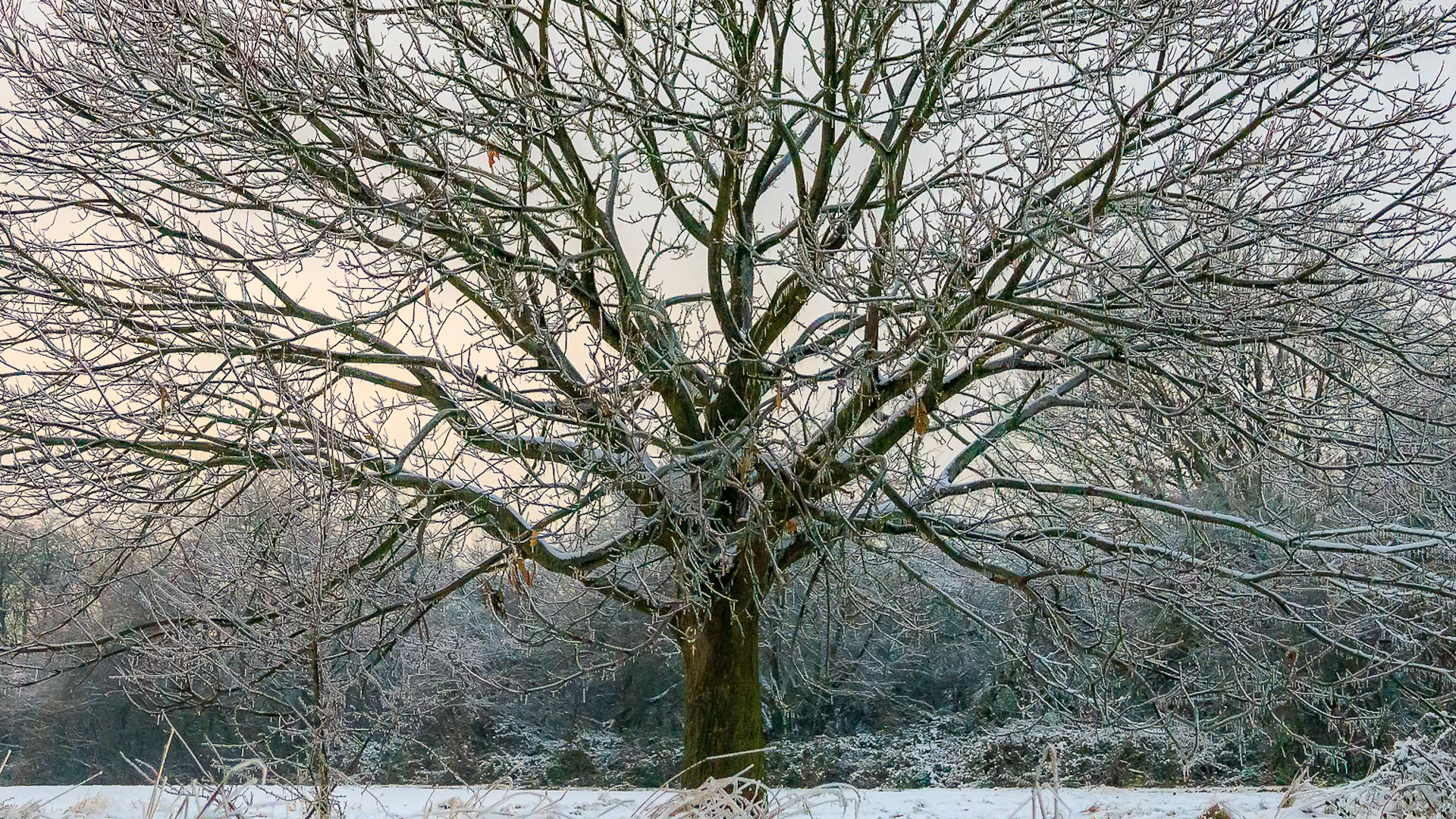 Der Baum