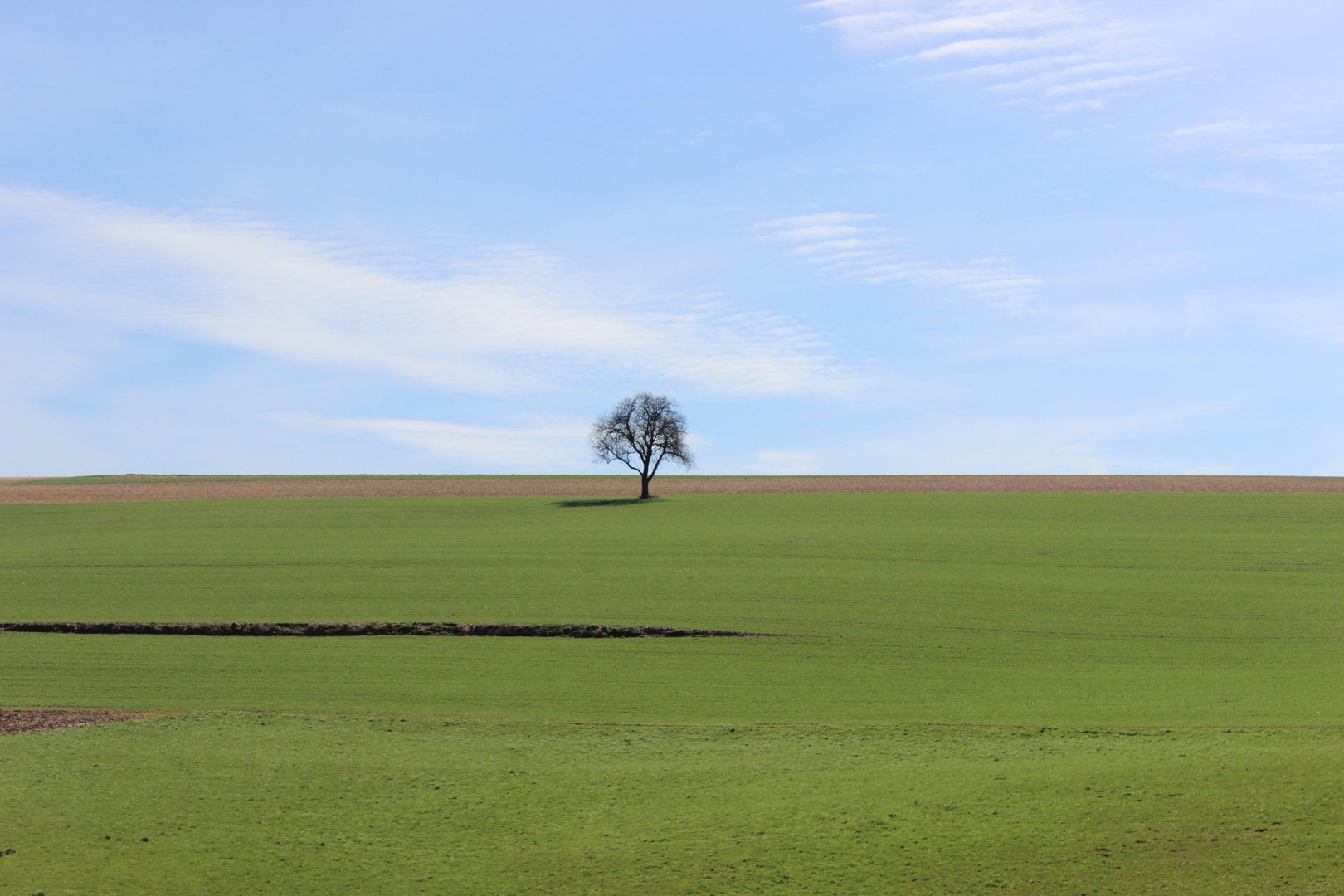 Der Baum