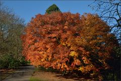 Der Baum ...