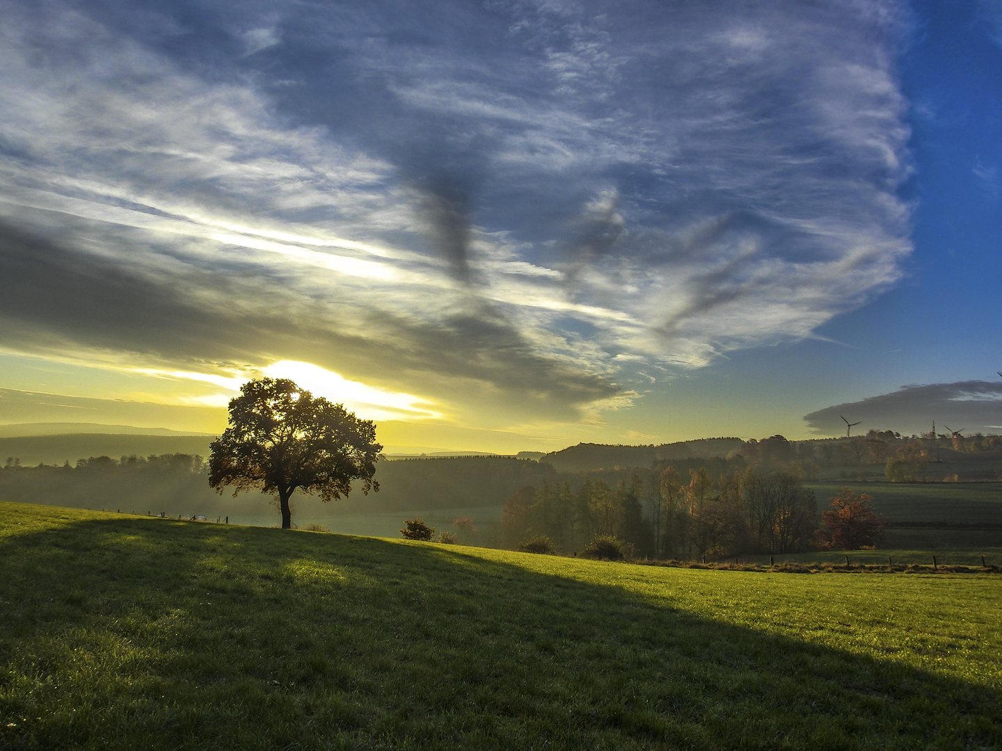 Der Baum