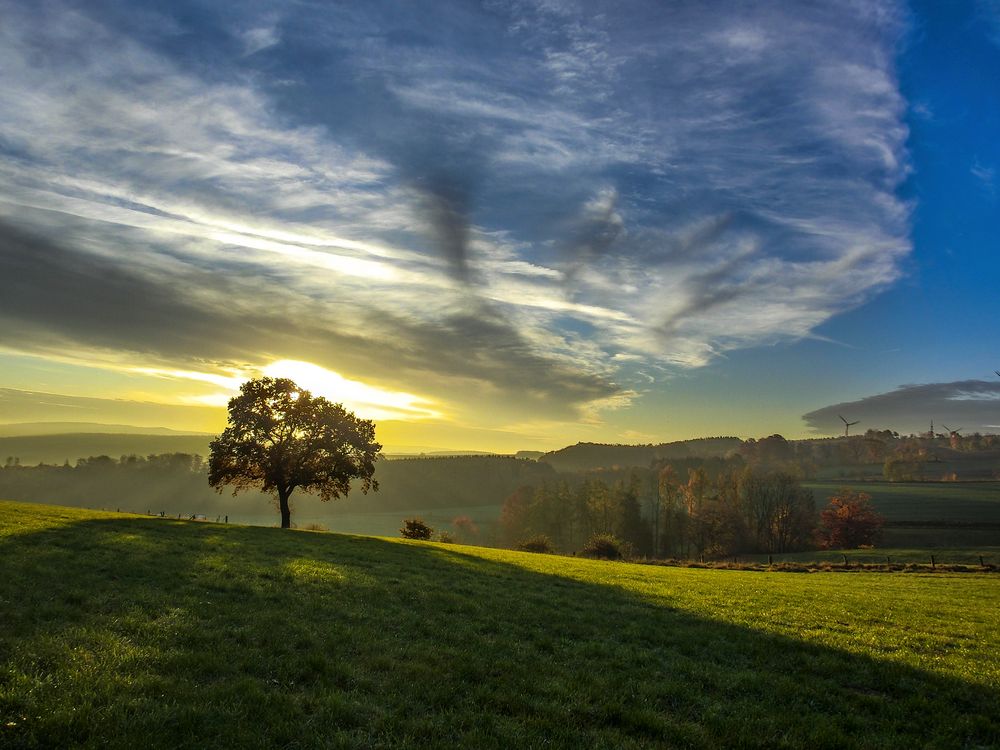 Der Baum