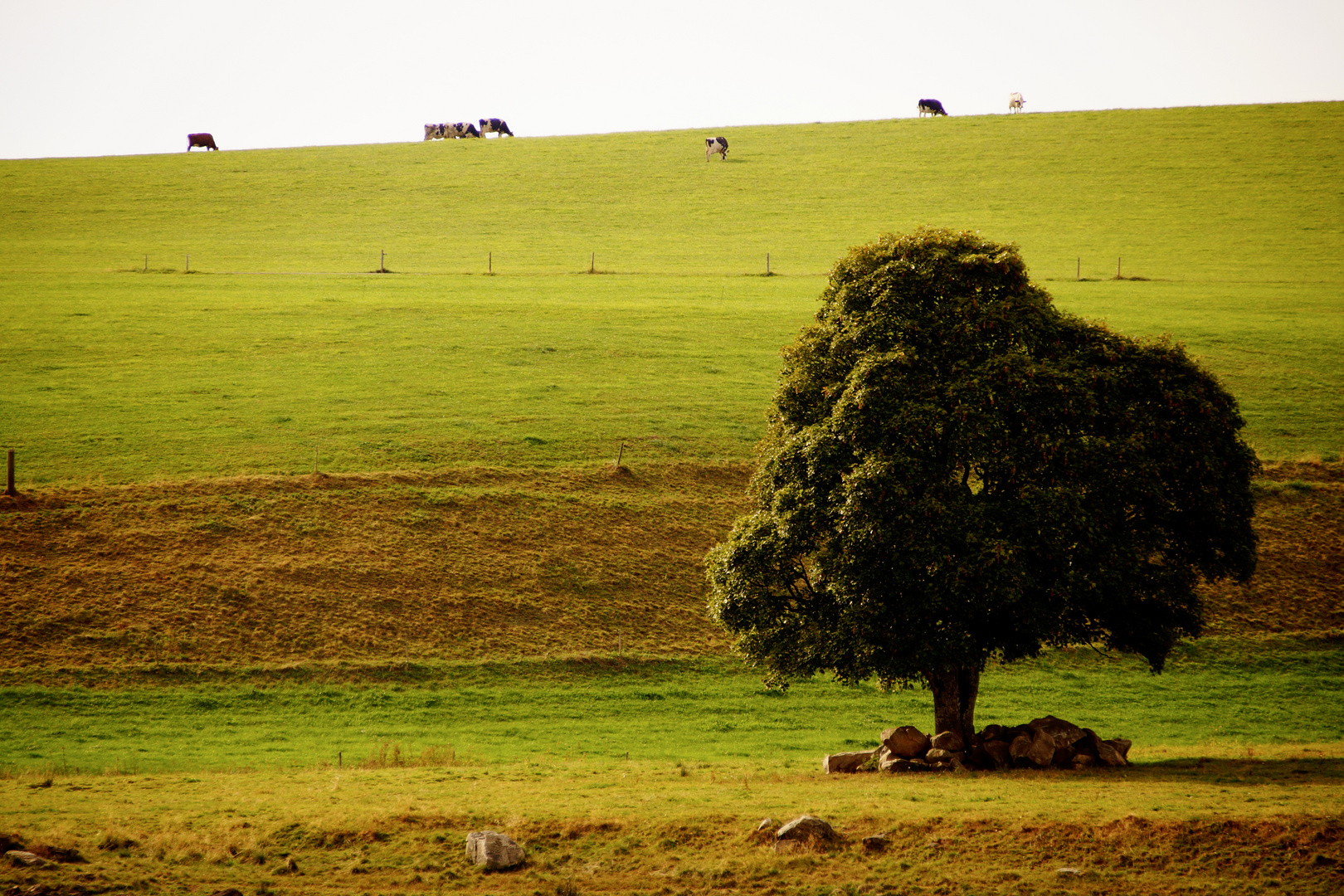 Der Baum