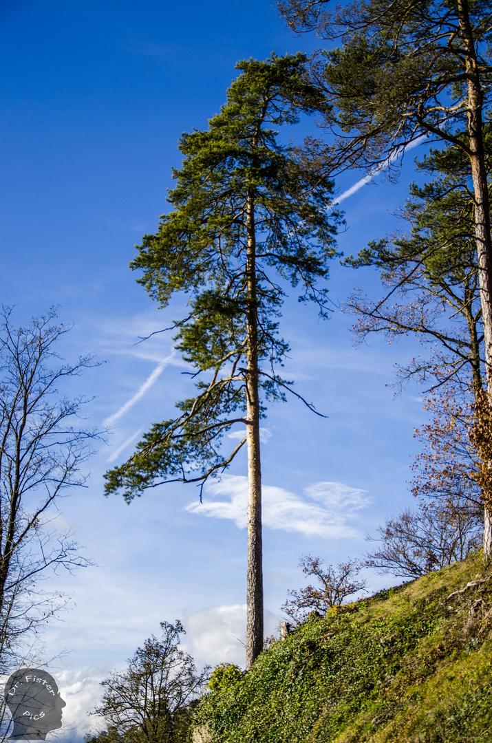 Der Baum