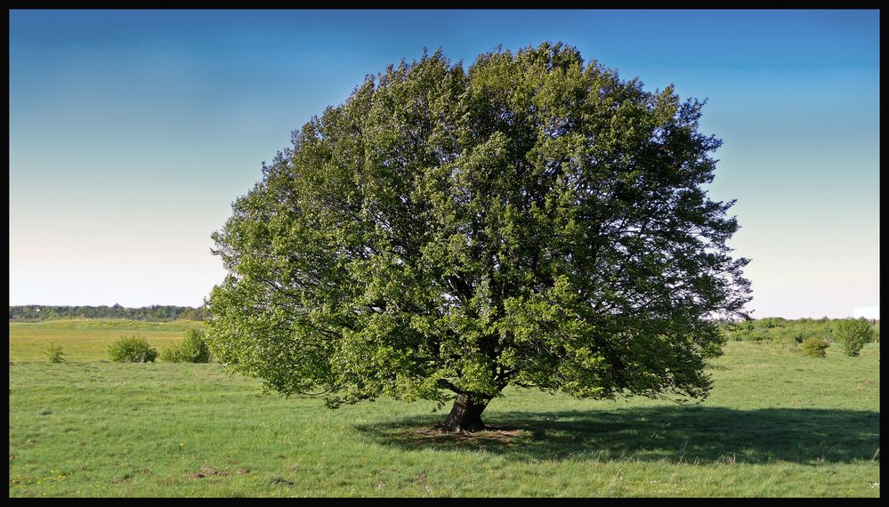 Der Baum