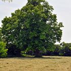 Der Baum