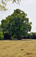 Der Baum