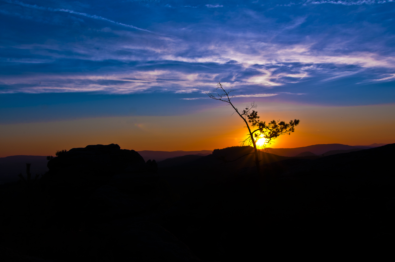 *** Der Baum ***