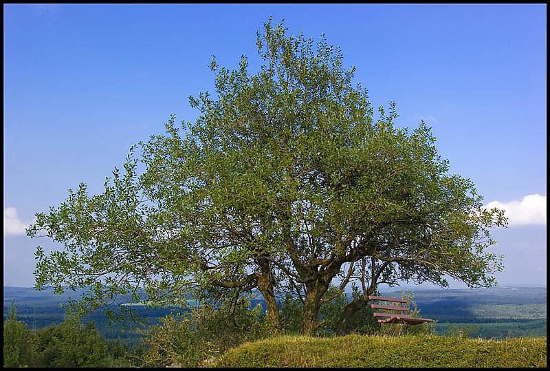 Der Baum *g