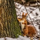 "Der Baum hält auch so"