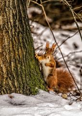 "Der Baum hält auch so"