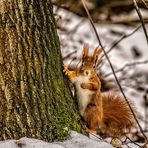 "Der Baum hält auch so"