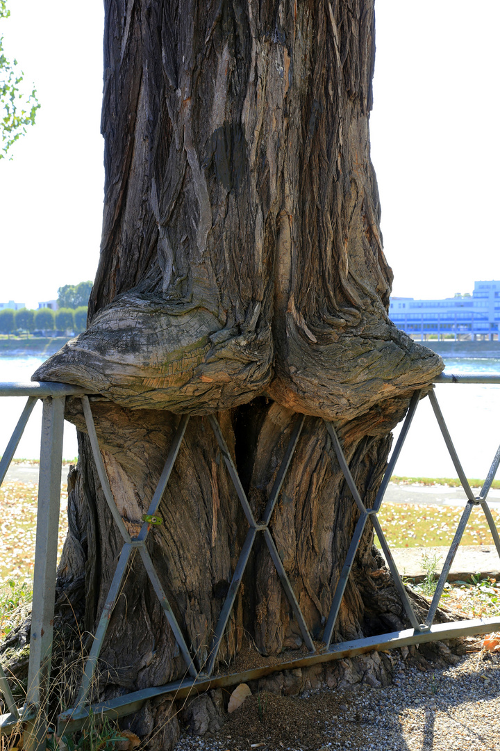 Der Baum hält sich fest ...