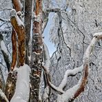 DER BAUM HAT ÄSTE